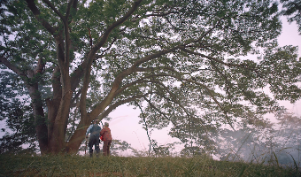 《大树》